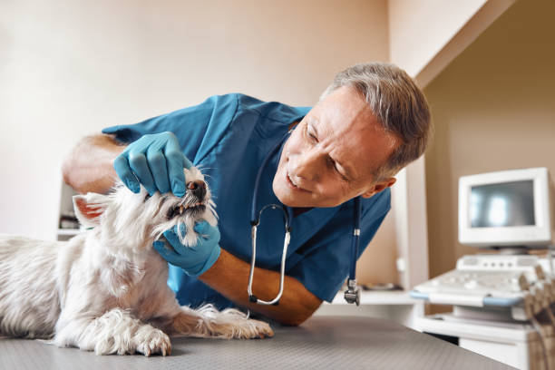 Best Emergency Dentist for Special Needs Patients in Kingstowne, VA